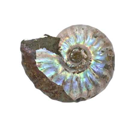 versteinerter Ammonit