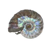 versteinerter Ammonit